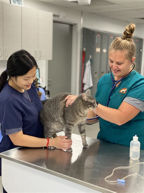 village animal hospital minnetonka